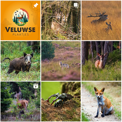 Instagram Veluwse_Plaatjes